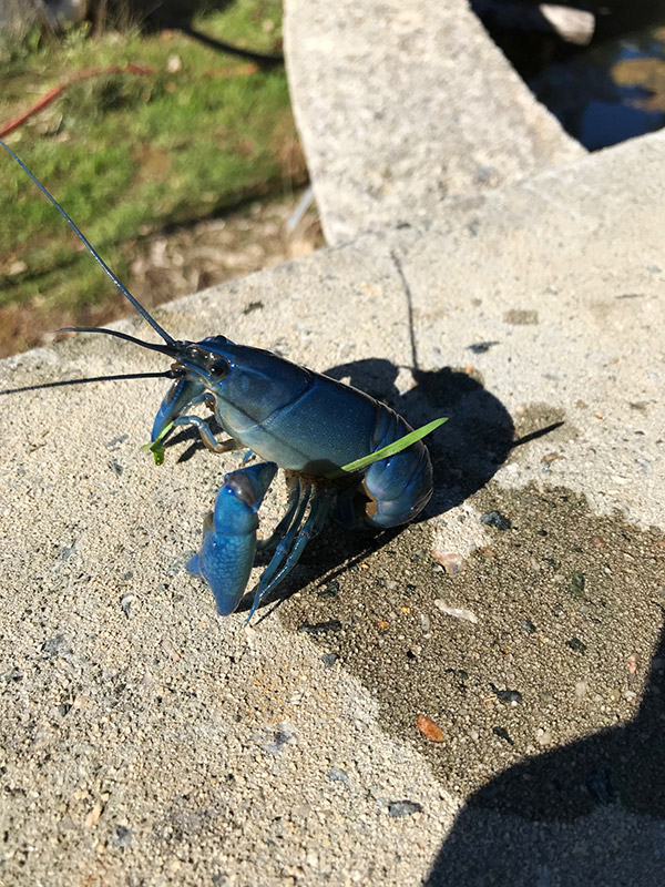 aquaculture